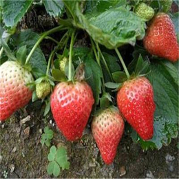 辽源法兰地草莓苗|双湖园艺(在线咨询)|法兰地草莓苗批发市场