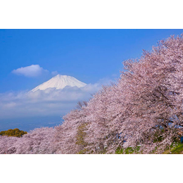 樱花树高度-日照瑞天园林-枣庄樱花树