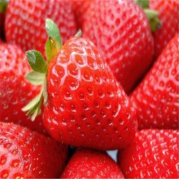 法兰地草莓苗价格,哈尔滨法兰地草莓苗,双湖园艺