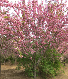 包邮5米樱花-娄底5米樱花-泰安市亿发园林