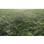 1米花椒苗、泰安市润丰苗木、1米花椒苗基地缩略图1