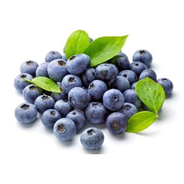 西双版纳蓝莓移动苗床-蓝莓育苗床-保质保量-价格实惠