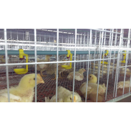 禽翔鸡笼厂(图)|养鸡设备批发厂家|养鸡设备