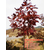 欧洲红栎树|欧洲红栎|瑞天苗木缩略图1