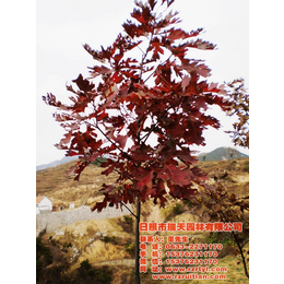 欧洲红栎树|欧洲红栎|瑞天苗木