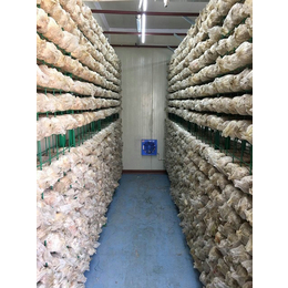 常州市蘑菇工厂,节能蘑菇工厂,精农科技(****商家)