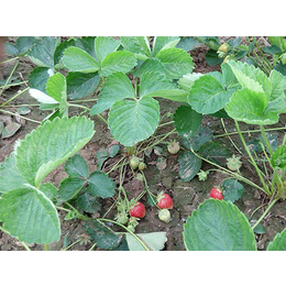 供应红颜草莓苗,红颜草莓苗,双湖园艺(多图)