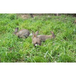 纯种家兔基地|玉溪家兔|锦腾养殖场(查看)