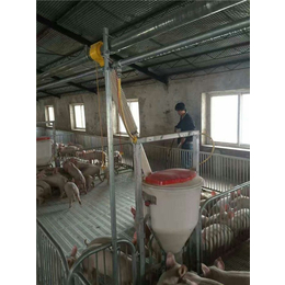 自动养猪料线|牧鑫养殖品质看得见|自动养猪料线价格