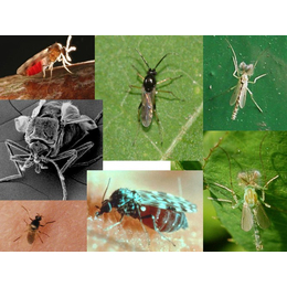 虫害防治价格|宜春虫害|南昌德立康环境技术