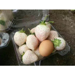 和田地区草莓苗_乾纳瑞农业_白草莓苗