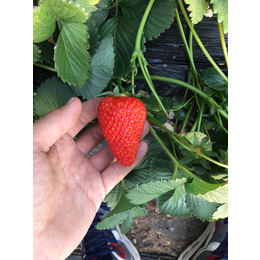 保山市草莓苗|海之情农业|圣诞红草莓苗