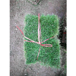 绿苑百慕大草皮(图)|草坪出售|湖北草坪