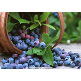柏源农业科技公司(在线咨询)|普洱蓝莓苗|4年蓝莓苗