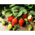 新型草莓栽培模式A草莓立体种植槽A增产增效A量身定制缩略图3
