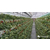  种植槽 草莓种植槽厂家*缩略图3