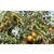 开发区润丰苗木中心|5公分柿子苗供应商|河南5公分柿子苗缩略图1