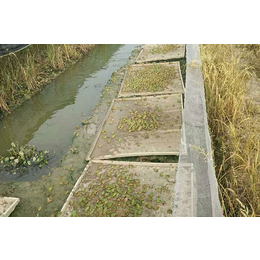 青蛙养殖前景-丽江青蛙养殖-重庆张勇水产养殖场
