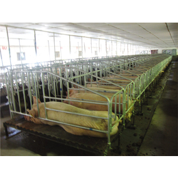 新式母猪产床,母猪产床,母猪产床生产厂家