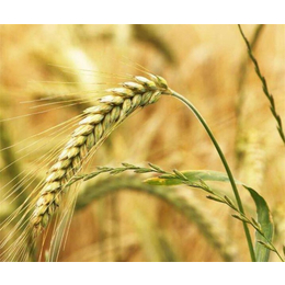 常年收购小麦|宿迁收购小麦|汉光现代农业