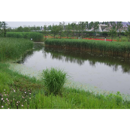 南京华州环境工程公司(图)-水生植物人工浮岛-合肥浮岛