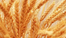 黄山求购小麦-长年求购小麦-汉光现代农业(推荐商家)