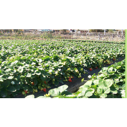 江西红颜草莓苗、柏源农业科技公司(在线咨询)、出售红颜草莓苗