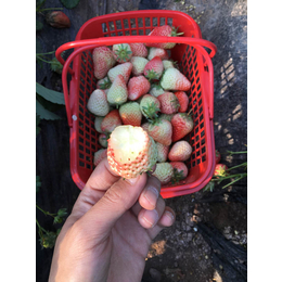 如何培育草莓苗、亳州草莓苗、乾纳瑞农业(多图)