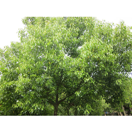 15公分移栽香樟树价格、贵州香樟树、百佳园林绿化公司