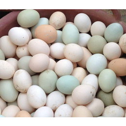 土鸡蛋价格|永柴养殖土鸡蛋|河北土鸡蛋价格