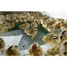 山鸡种苗|兴隆机械|山鸡种苗价格