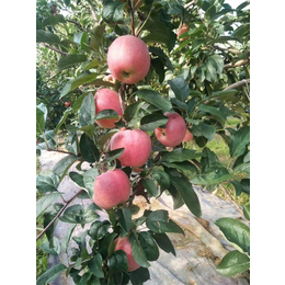 新红星苹果苗哪有卖的、泰安柏源农业科技、新红星苹果苗