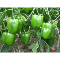种植高产青椒应当如何施肥？