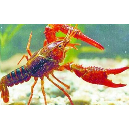 龙虾养殖视频-武汉农科大-龙虾养殖