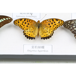 同翅昆虫分类10种标本-雨林教育(在线咨询)-标本