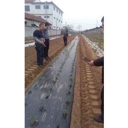 军岩移栽机(在线咨询),甜叶菊种植机