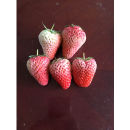 乾纳瑞农业(在线咨询),西宁草莓苗,全明星草莓苗