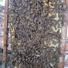 贵州中蜂出售|中蜂出售|贵州蜂盛