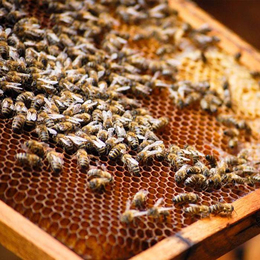 中华蜜蜂养殖网、贵州蜂盛(在线咨询)、遵义蜜蜂养殖