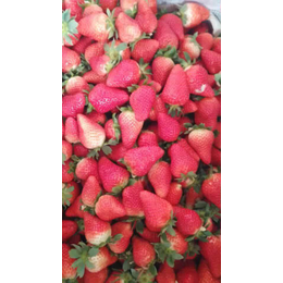 达州市草莓苗,海之情农业,咖啡草莓苗