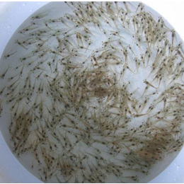 鑫渔圣生态(图)|淡水虾白对虾的养殖方法|淡水虾