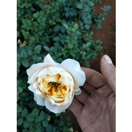 保山卡罗拉玫瑰种苗|红瑞花卉|保山卡罗拉玫瑰种苗基地
