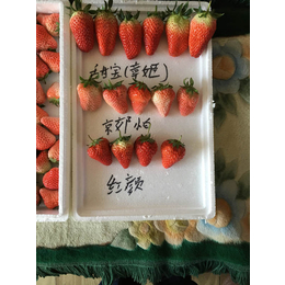 草莓苗批发价_保定草莓苗_乾纳瑞农业