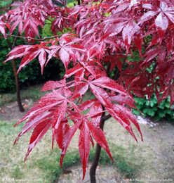 美国红枫种植季节-红枫种植-天成博森