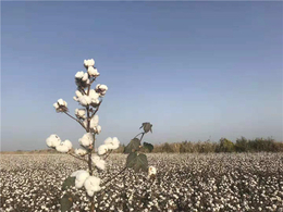 高产棉花种子多少钱_新疆守信种业_棉花种子供应商