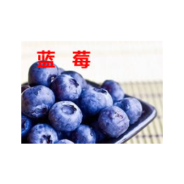 蓝莓树苗基地_鄂州蓝莓树苗_果树苗木供应