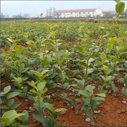 油茶苗圃基地油茶苗(图)|高产油茶苗种植|宜宾油茶苗