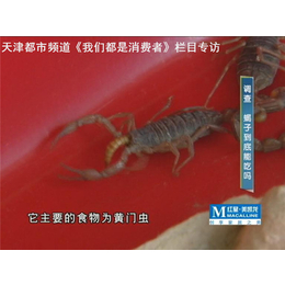 药蝎子养殖,军辉蝎子养殖,北京蝎子养殖