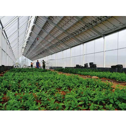 迪庆塑料温室大棚厂家-楚宏农业-迪庆塑料温室大棚