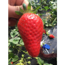四季草莓苗种苗、湖北草莓苗、乾纳瑞农业(查看)